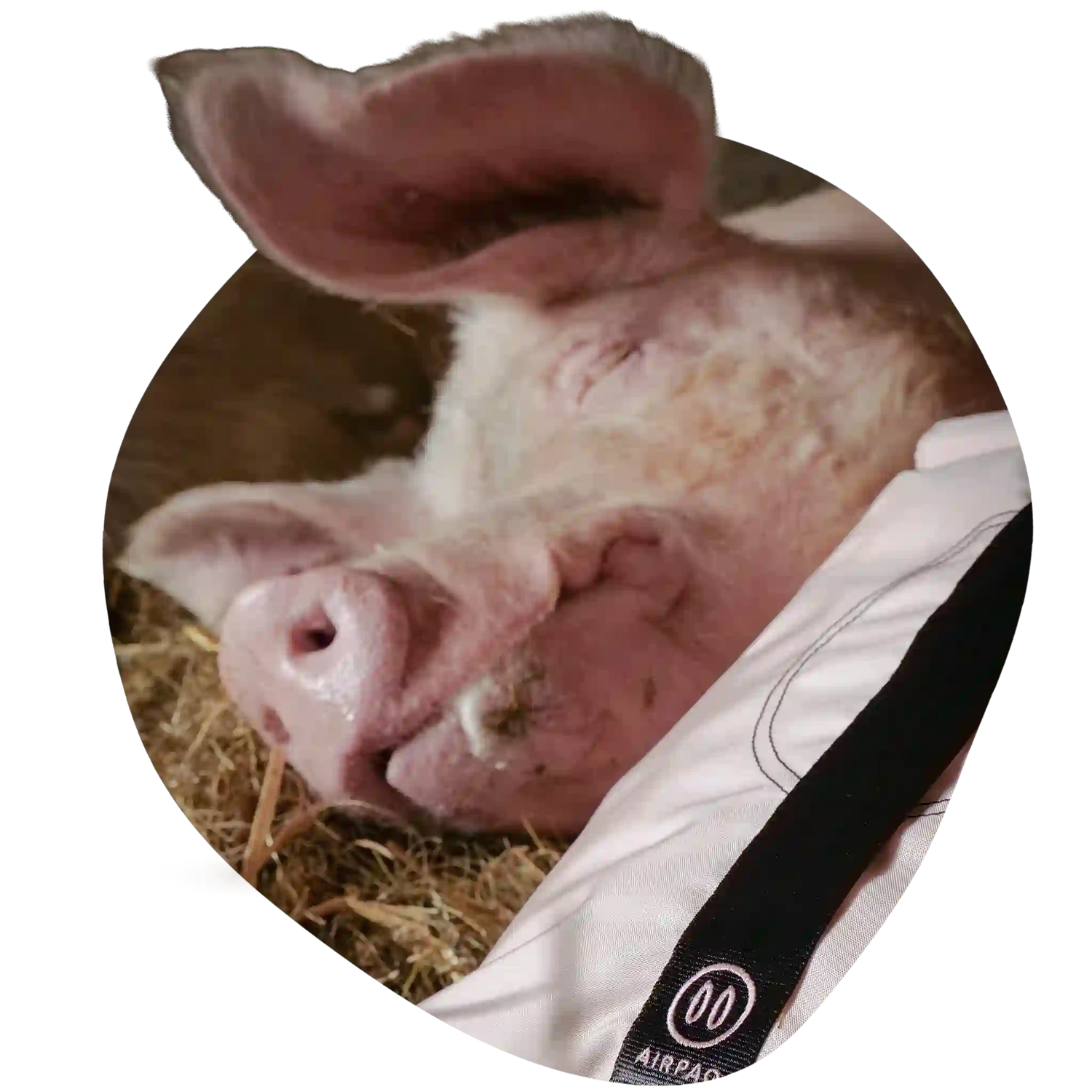 Schwein und Rolltop