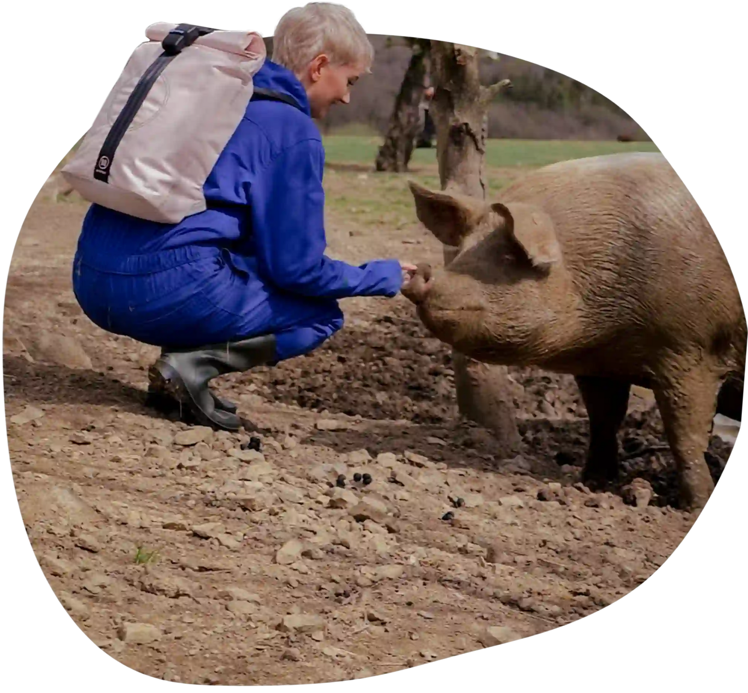 Samara mit Rolltop und Schwein