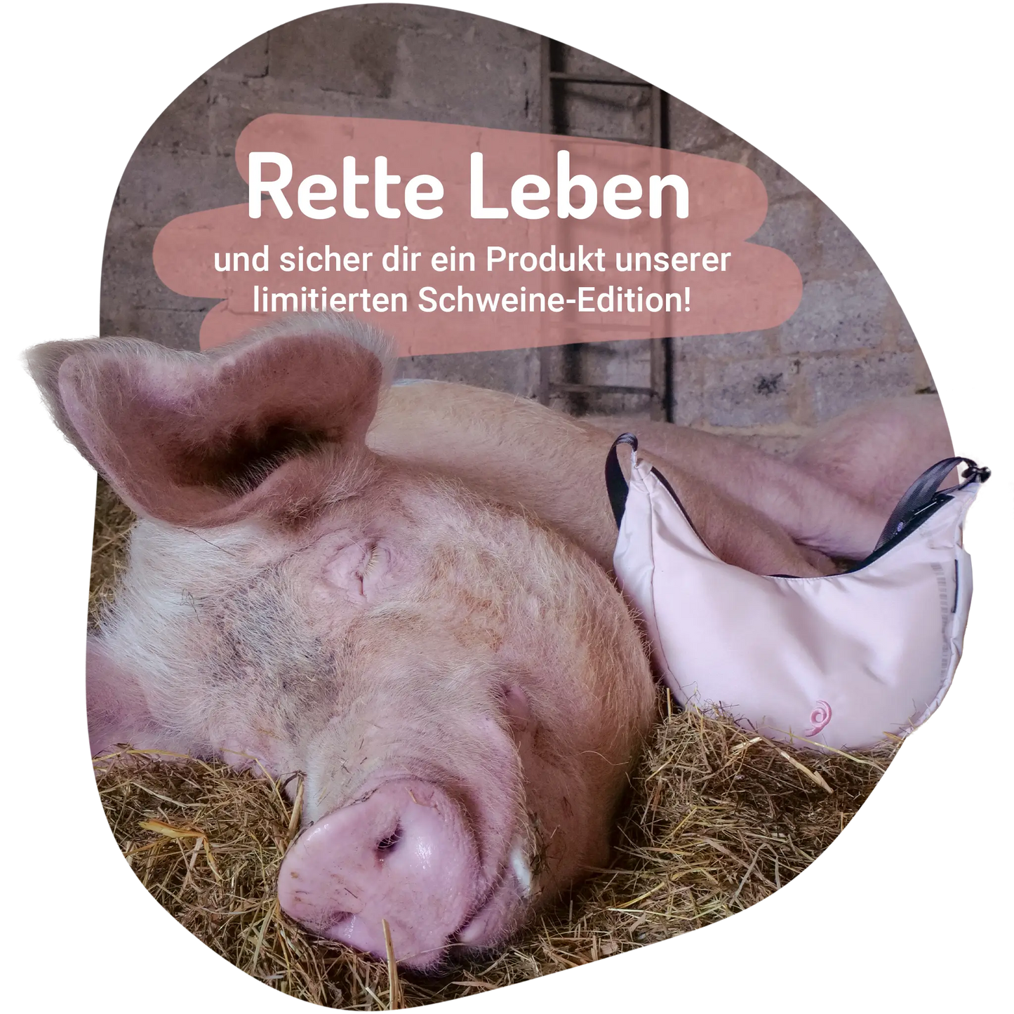 Schweine-Moonbaq Mini