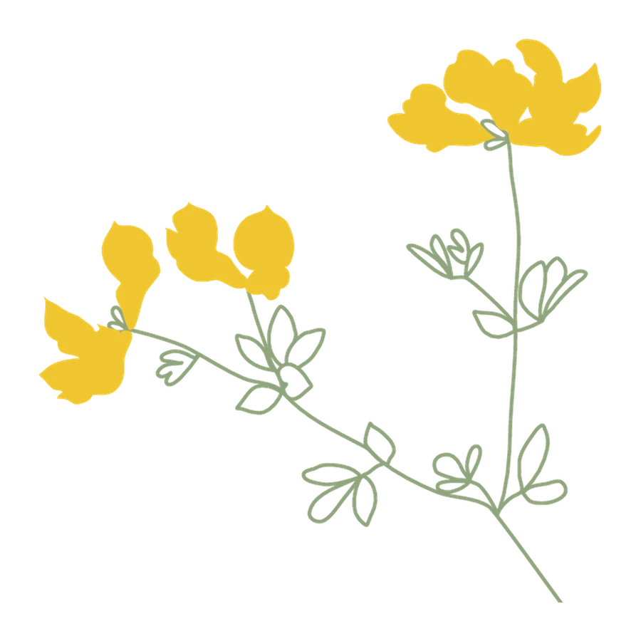 Gewöhnlicher Hornklee, Stickmotiv der Robinga-Edition